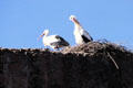 Nesting storks. Marrakesh, Morocco