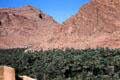 Palm orchard at oasis in Gorge du Todra. Morocco.