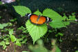 Orange Danaus plexipus butterfly in le Jardin des Papillions. Carbet, Martinique.