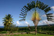 Fan palm on Plantation Leyritz grounds overlooking sea. Martinique.