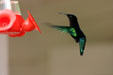 Purple-throated Carib Hummingbird hovering. Martinique.