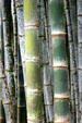 Bamboo stems in le Jardin de Balata. Martinique.