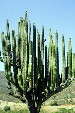 Cacti growing in hills west of Acatlán. Mexico.