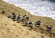Laughing gulls on beach in Acapulco. Mexico.