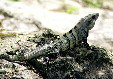 Iguana resting on rocks of Chichén Itzá. Mexico.