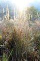 Sunlight shines on tall grass in Chitwan National Park. Nepal.
