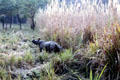 Asian Rhinoceros with baby at Chitwan National Park. Nepal.
