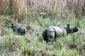 Endangered single-horned Asian Rhinoceros with offspring in tall grass in Chitwan National Park. Nepal.