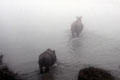 Rhinos disappear into river fog in Chitwan National Park. Nepal.