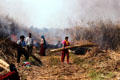 People from nearby villages use fire to harvest reeds & grasses once each year in Chitwan National Park. Nepal.