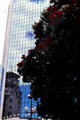 New Zealand Christmas tree in front of reflective highrise. Auckland, New Zealand.