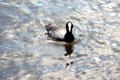Coot paddling through the water. Auckland, New Zealand.