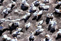 Gannet breeding colony at Muriwai Beach. New Zealand.