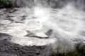 Volcanic mud pots in Rotorua. New Zealand.