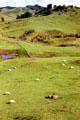 Sheep meadows near Papiriki as seen from road to Raetihi. New Zealand.