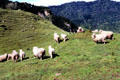 Sheep beside road from Papiriki to Raetihi. New Zealand.