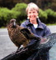 Kea parrot known for their habit of ripping rubber parts off cars, near Milford Sound. New Zealand.