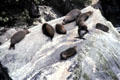 Seals rest on rocks at Milford Sound. New Zealand.