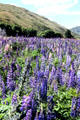 Field of Lupin flowers en route to Lindis Pass. New Zealand.