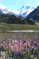 Field of Lupins in front of Mount Cook. New Zealand.