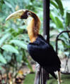 Wild hornbill birds raid the breakfast tables for fruit at the Madang Resort Hotel. Papua New Guinea
