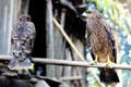 Two hawks along the trail to Palembei from Sepik. Papua New Guinea.