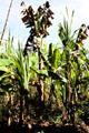 Bananas & sugar cane grown together in highlands of PNG. Papua New Guinea.