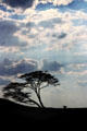 Silhouetted tree in front of cloudy blue sky in Serengeti National Park. Tanzania.
