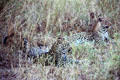 Two camouflaged Leopards in grass at Serengeti National Park. Tanzania.