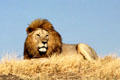 Male lion on a hill in Serengeti National Park. Tanzania.