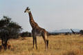 Masai Giraffes standing on plains of Serengeti National Park. Tanzania.