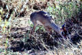 Kirk's Dikdik, a small antelope only 16 inches high, in brush of Serengeti National Park. Tanzania.
