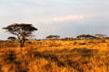 Landscape of Serengeti National Park. Tanzania.