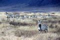 Common zebras in Ngorongoro Park. Tanzania.