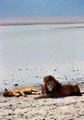 Lions resting by lake in Ngorongoro Park. Tanzania.