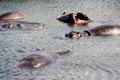 Hippos including one on its back in lake in Ngorongoro Crater. Tanzania.