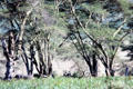 Elephants rest under the trees at Ngorongoro Park. Tanzania.