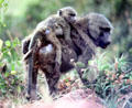 Olive Baboon carrying baby on her back in Lake Manyara National Park. Tanzania.