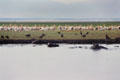 Hippos wade in Hippo Pool in front of flock of Pelicans in Lake Manyara National Park. Tanzania