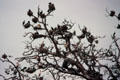 Cormorants nest in trees of Lake Manyara National Park. Tanzania.