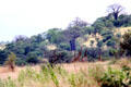 Landscape featuring giraffes & African baobab trees near Lake Manyara. Tanzania.