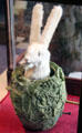 Rabbit in cabbage toy at Museum of Childhood. Edinburgh, Scotland.