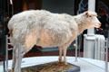 Dolly the cloned sheep at National Museum of Scotland. Edinburgh, Scotland.