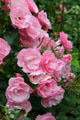 Garden roses at House for an Art Lover. Glasgow, Scotland.