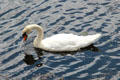 Swan at Dumbarton Castle. Glasgow, Scotland.