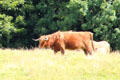Highland cow near Stirling Castle. Stirling, Scotland.
