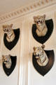 White tiger trophy heads in South Pavilion at Hopetoun House. Queensferry, Scotland.