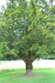 Yew tree <i>Taxus baccata</i> at Dryburgh Abbey. Scotland.
