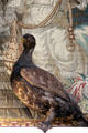 Taxidermied capercaillie Scottish bird in billiard room / library at Glamis Castle. Angus, Scotland.