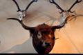 Mounted highland cow head in Ballroom at Blair Castle. Pitlochry, Scotland.